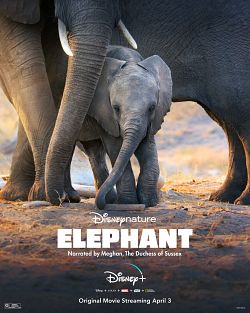 Elephant FRENCH WEBRIP 2020